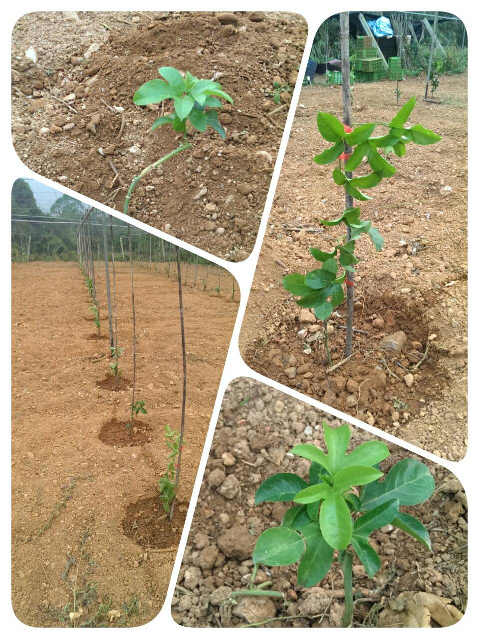 大坪顶百香果园将於4/9~4/13休息5天